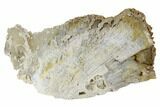 Agatized Fossil Coral With Sparkly Quartz - Florida #188206-2